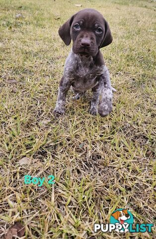 German Shorthaired Pointer Puppies