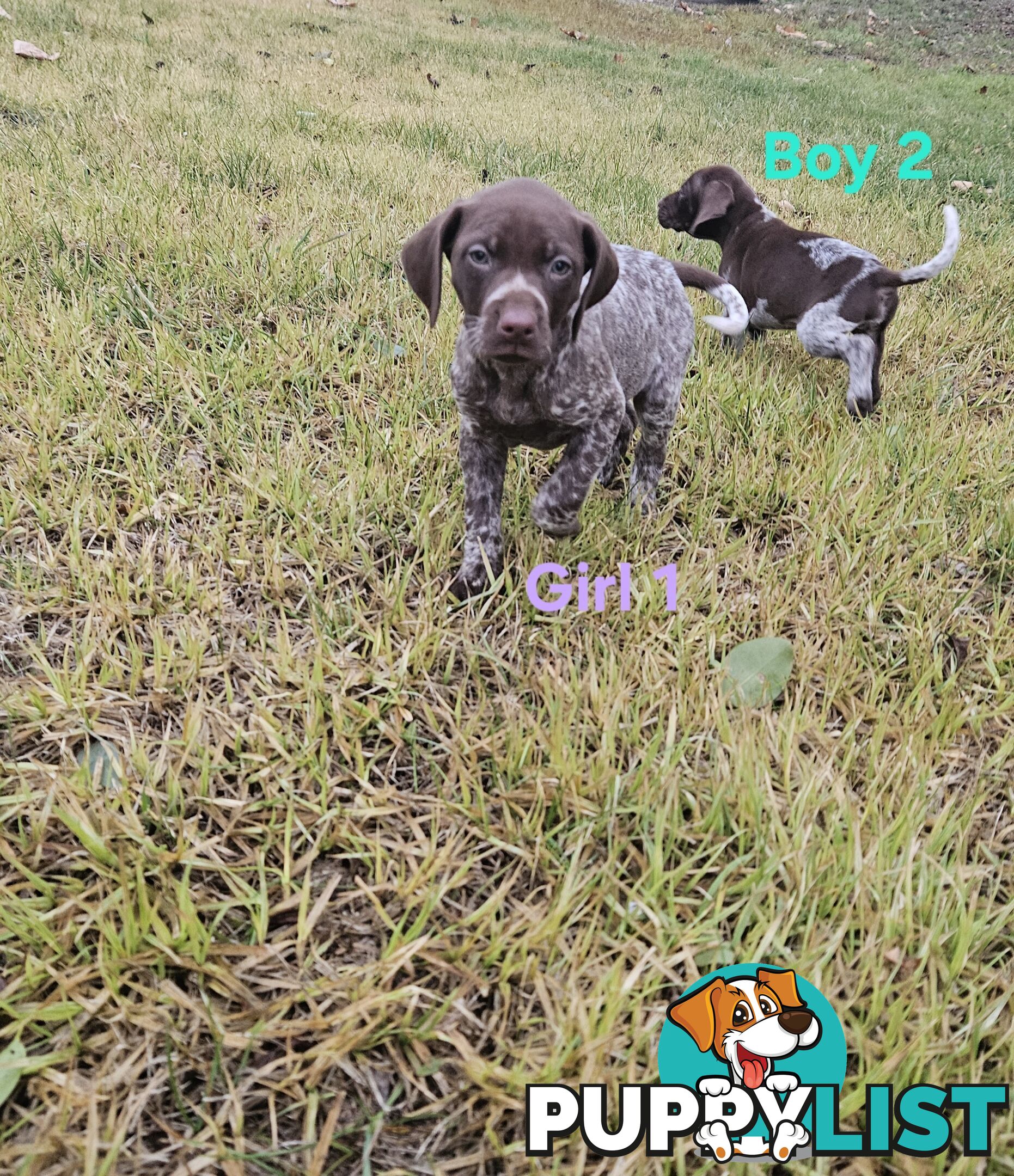 German Shorthaired Pointer Puppies