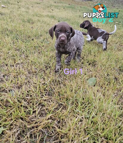 German Shorthaired Pointer Puppies
