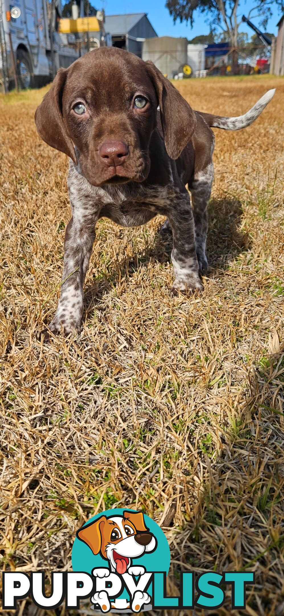 German Shorthaired Pointer Puppies