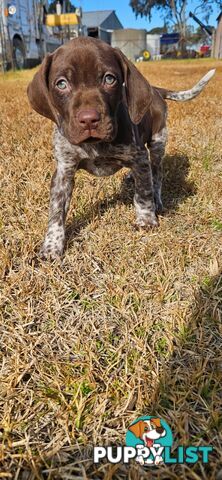 German Shorthaired Pointer Puppies