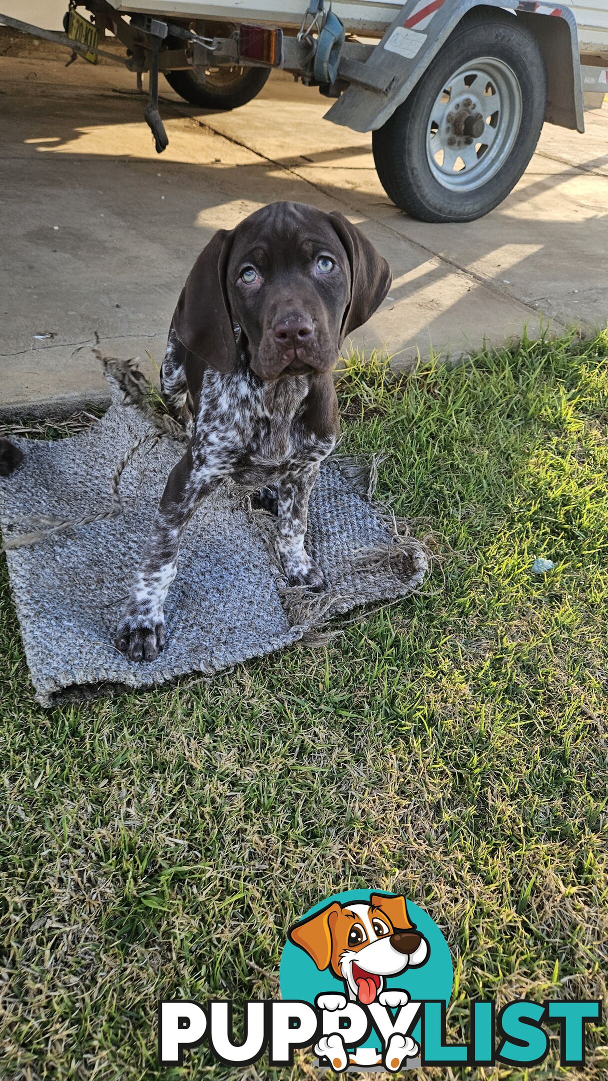 German Shorthaired Pointer Puppies