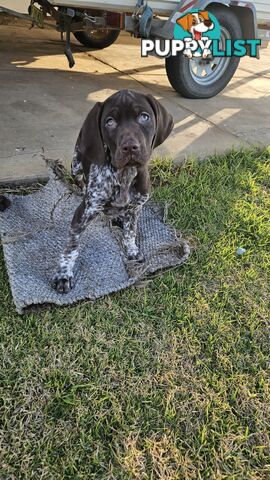 German Shorthaired Pointer Puppies