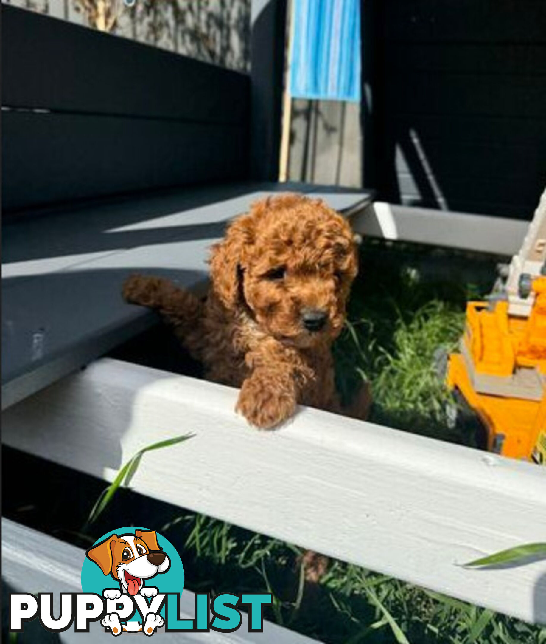 Toy Cavoodle puppies