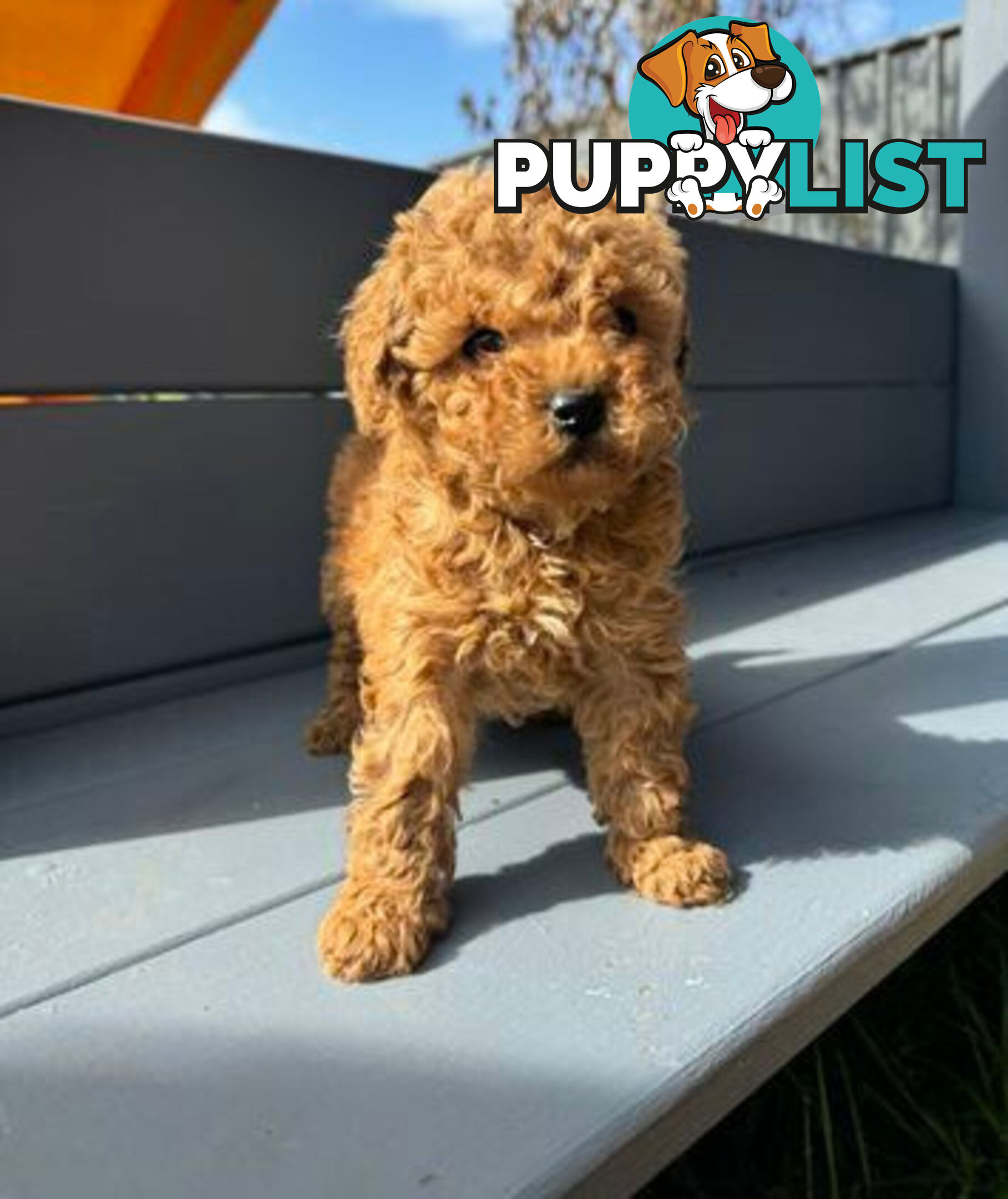 Toy Cavoodle puppies