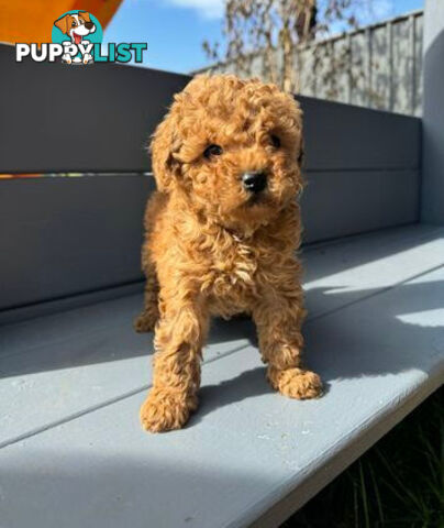 Toy Cavoodle puppies