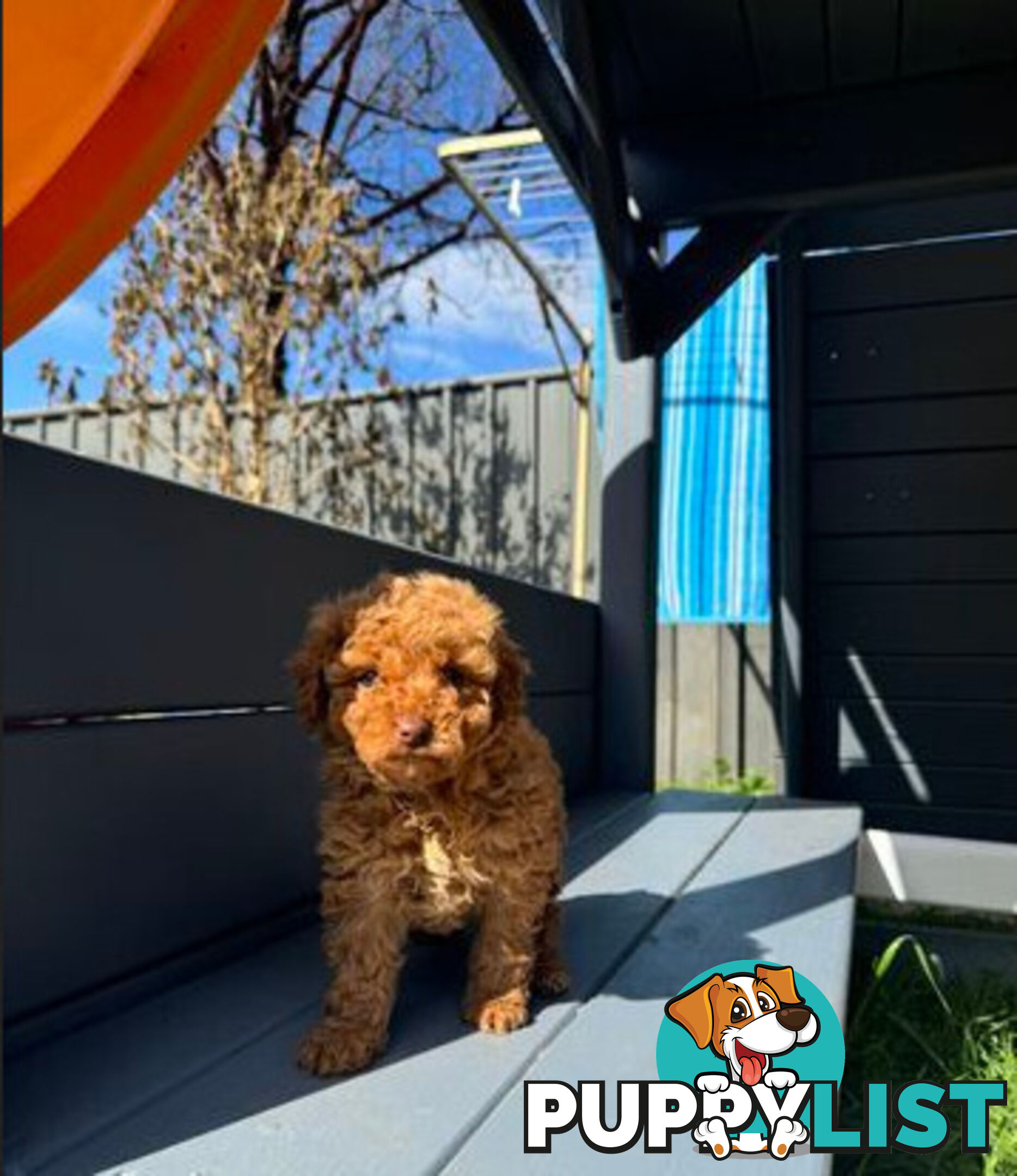 Toy Cavoodle puppies