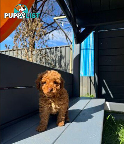 Toy Cavoodle puppies