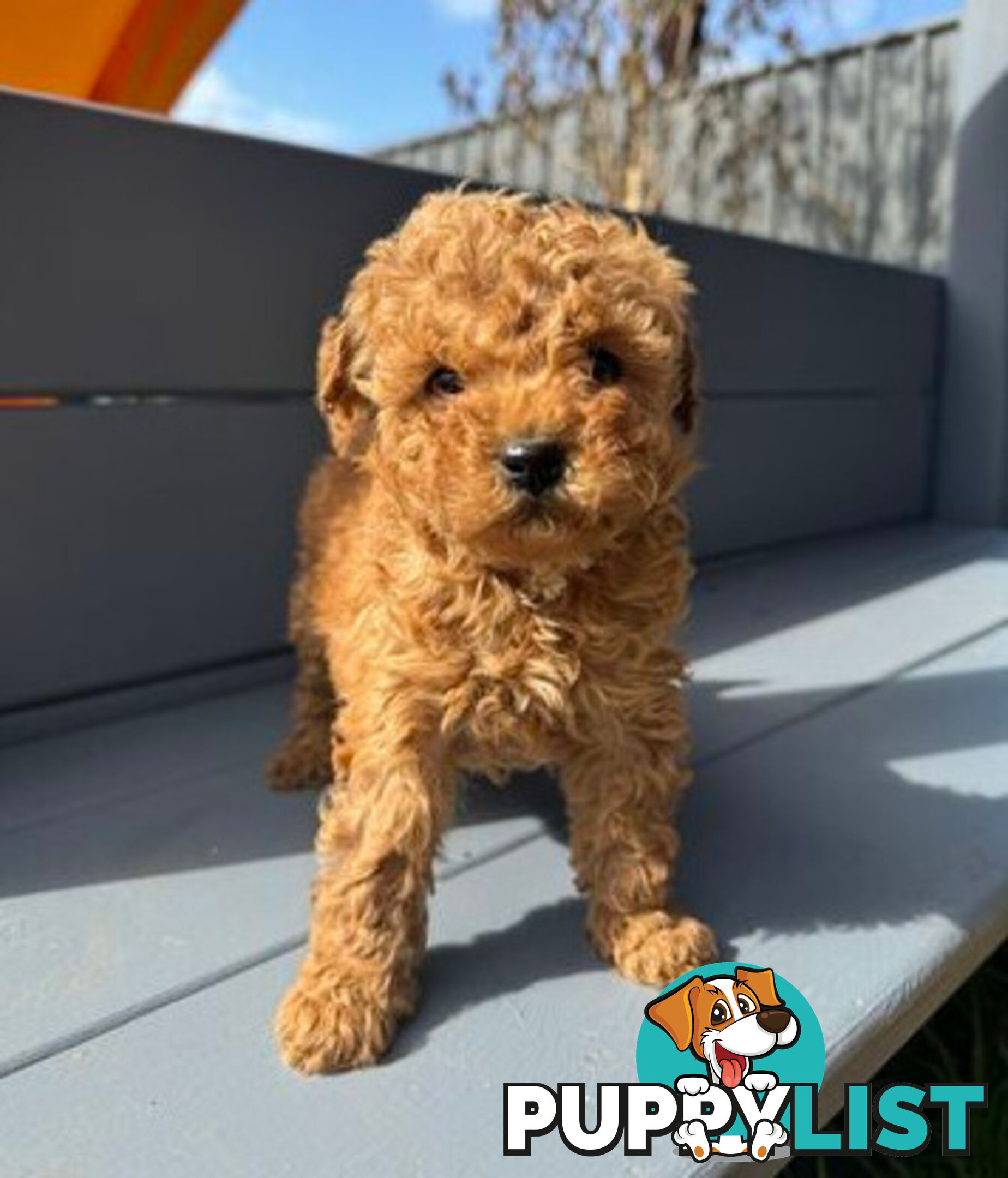 Toy Cavoodle puppies