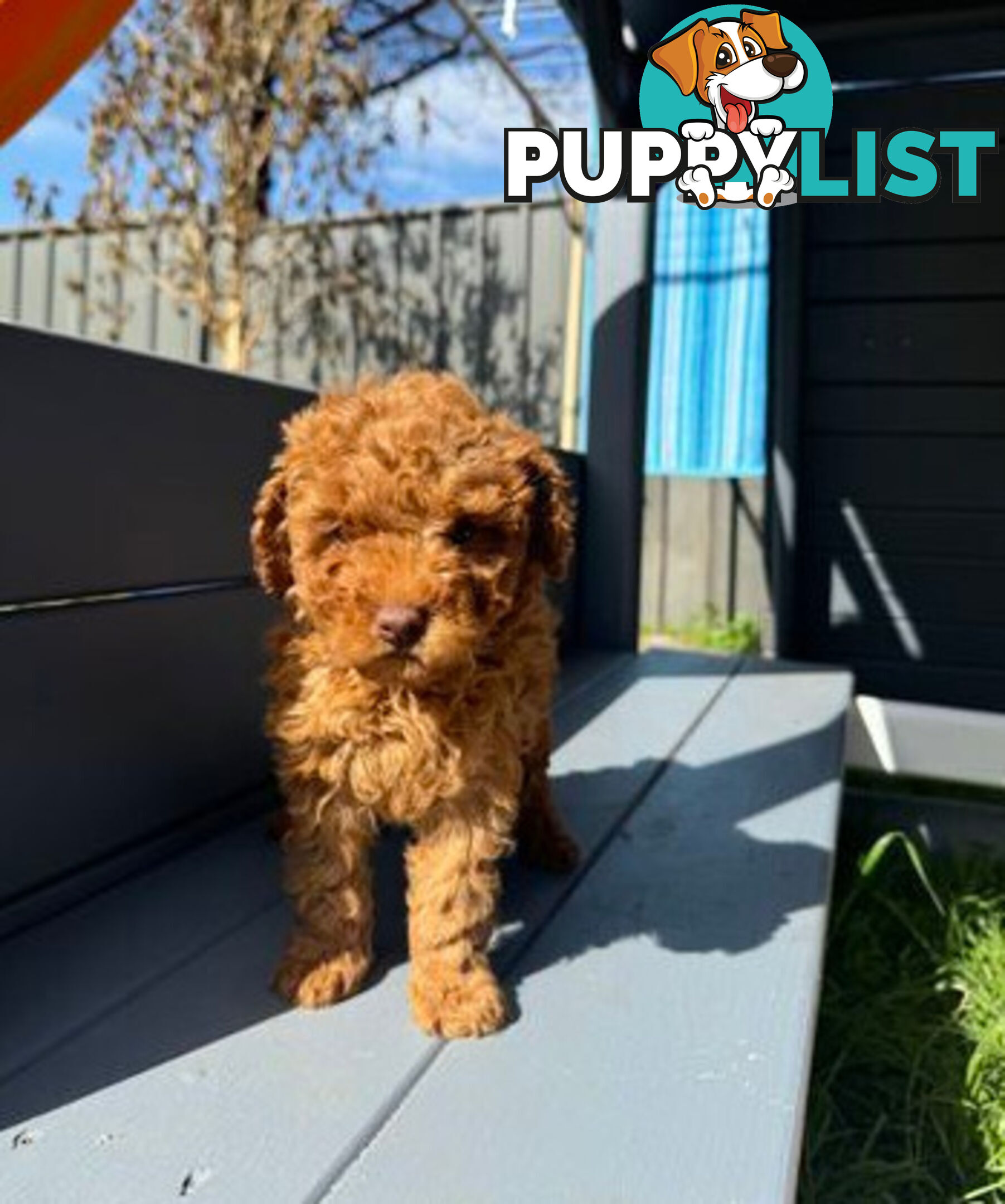 Toy Cavoodle puppies