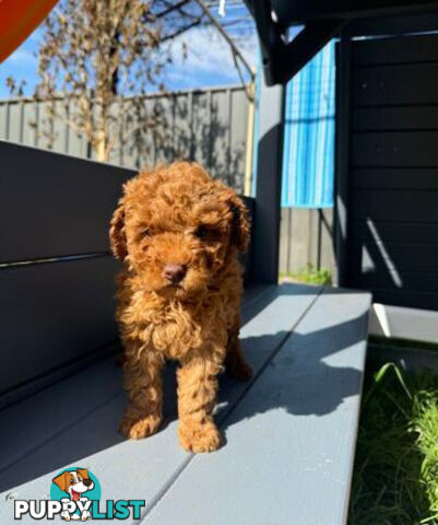 Toy Cavoodle puppies