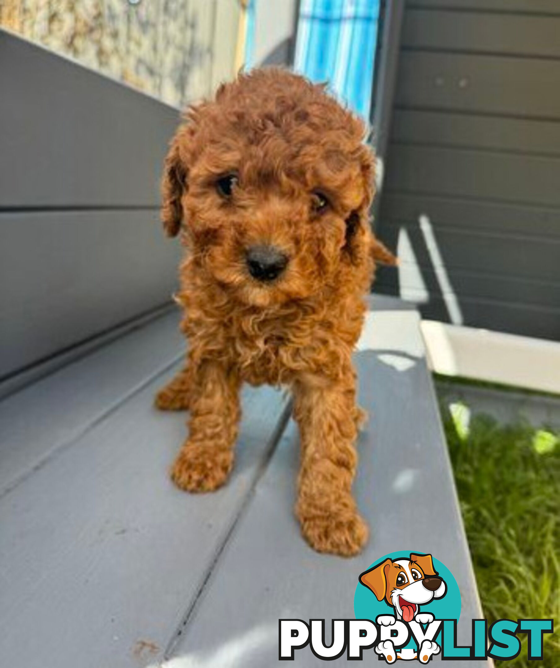 Toy Cavoodle puppies