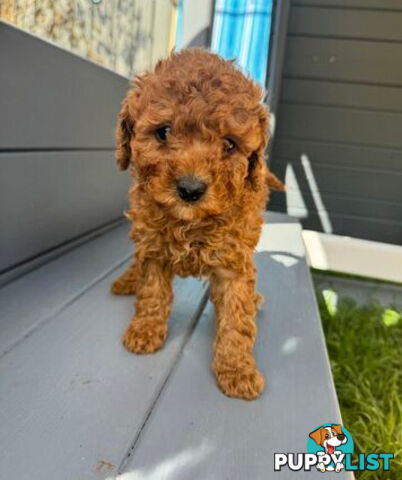 Toy Cavoodle puppies