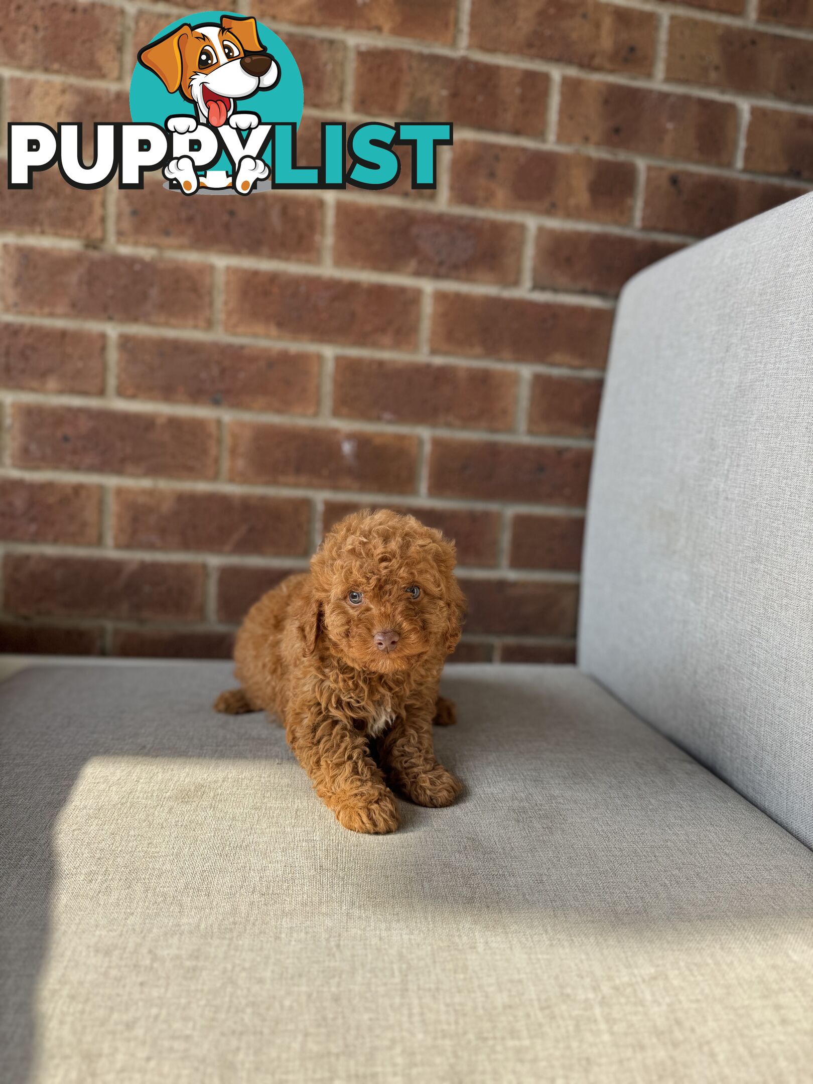 Cavoodle puppies