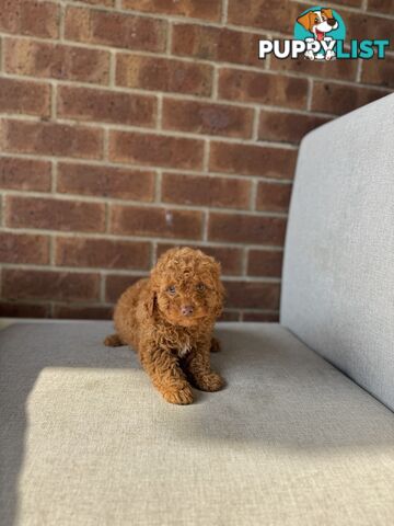 Cavoodle puppies
