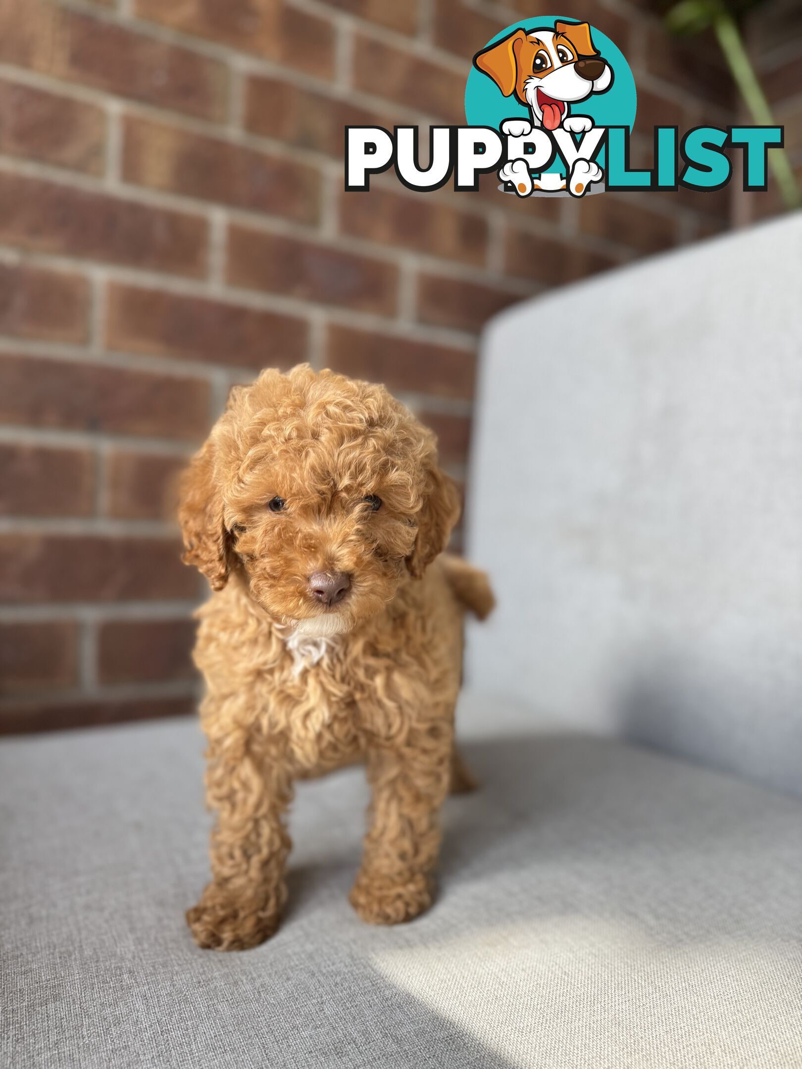 Cavoodle puppies
