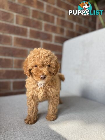 Cavoodle puppies