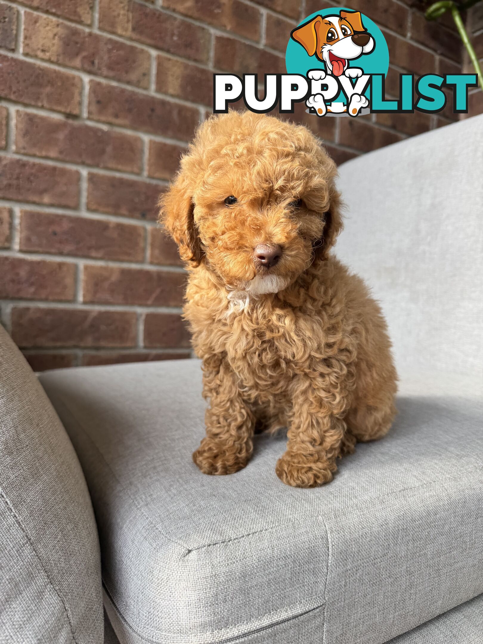 Cavoodle puppies