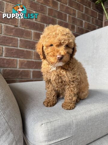 Cavoodle puppies