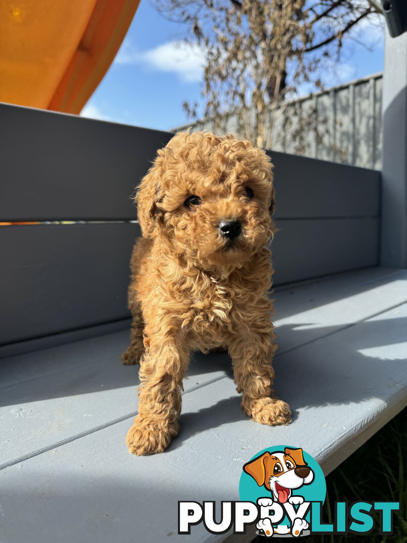 Toy Cavoodle puppies