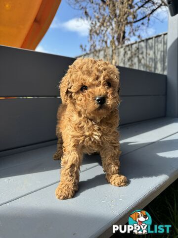 Toy Cavoodle puppies