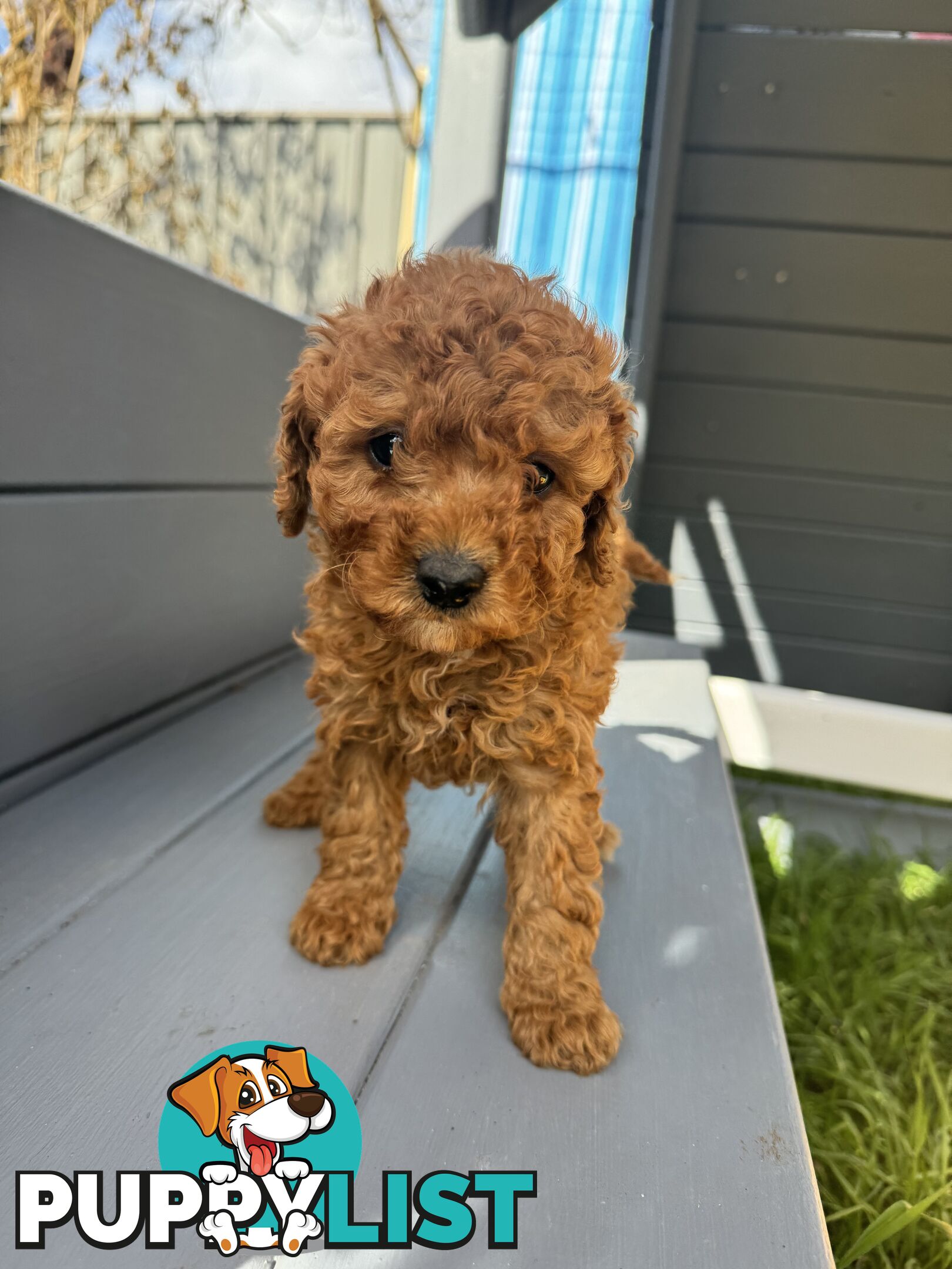 Toy Cavoodle puppies