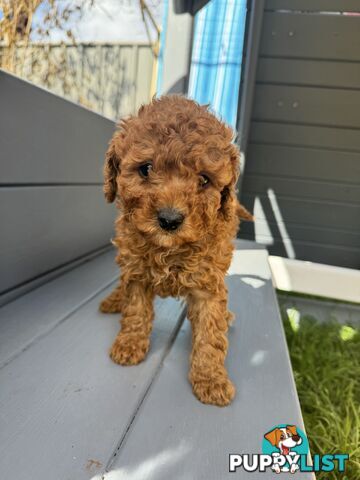 Toy Cavoodle puppies