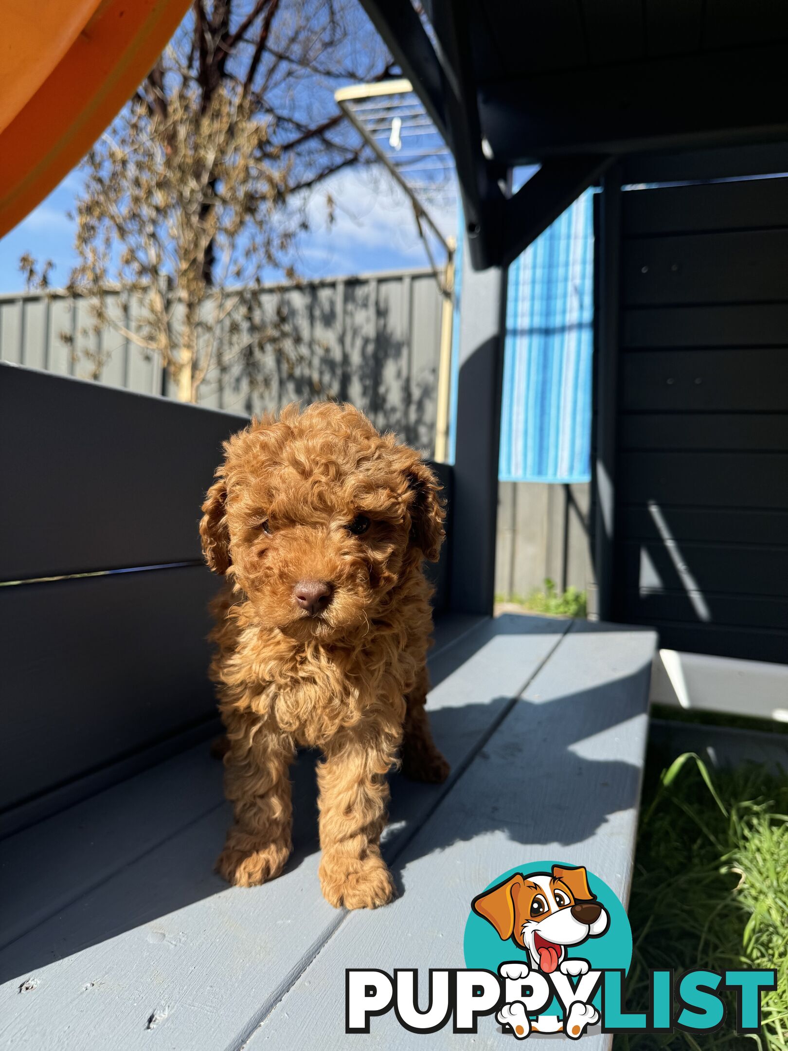 Toy Cavoodle puppies