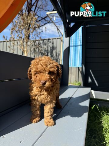 Toy Cavoodle puppies