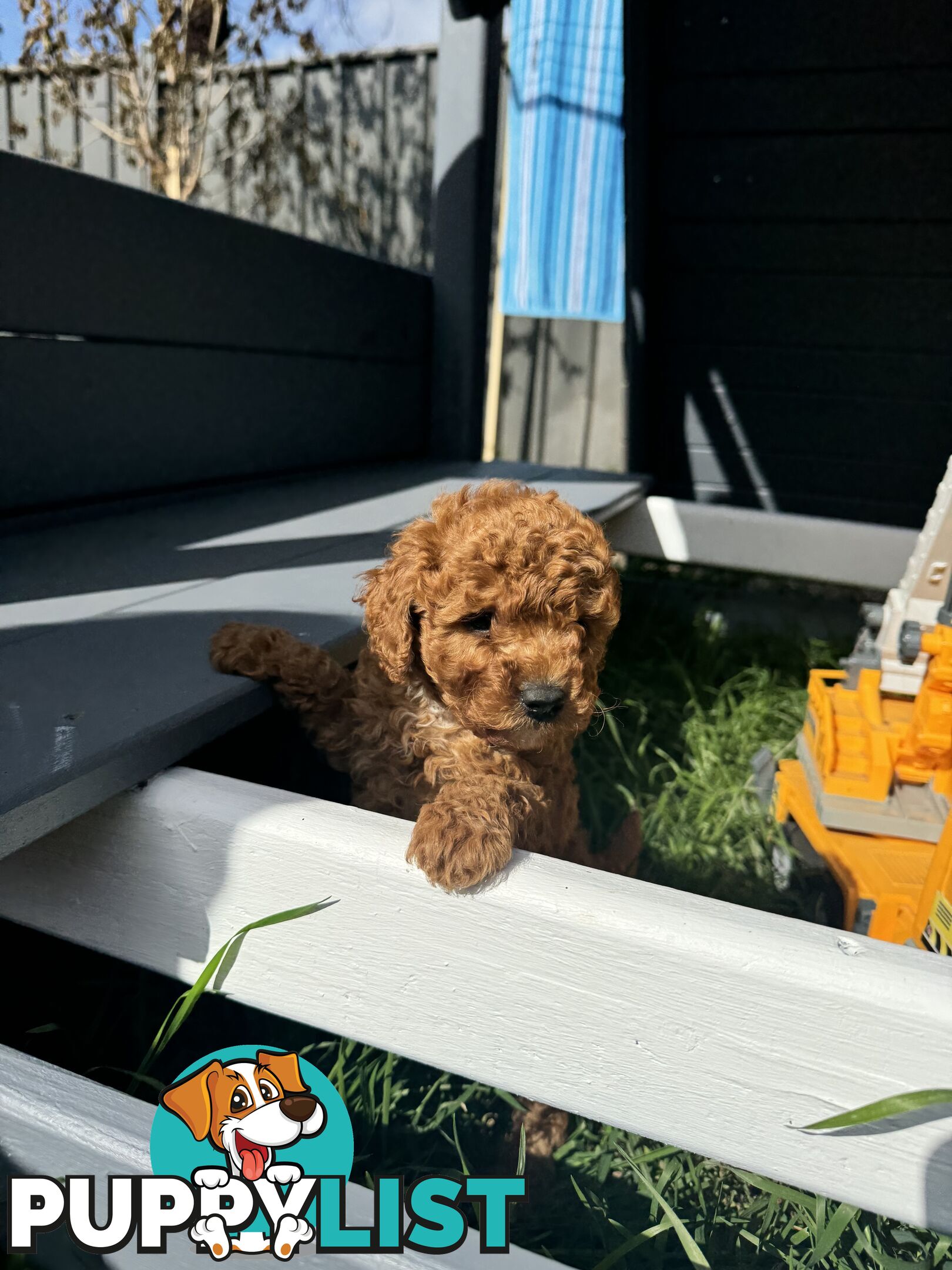 Toy Cavoodle puppies