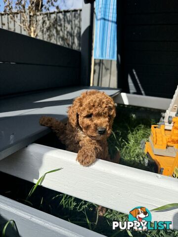 Toy Cavoodle puppies