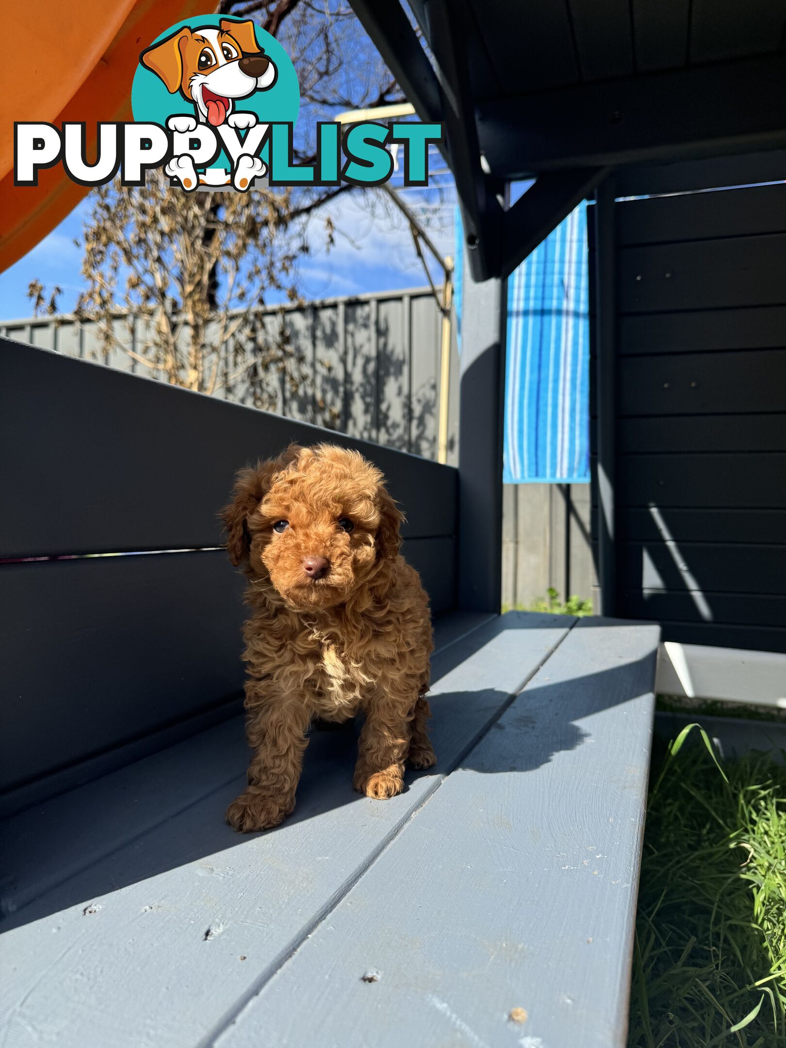 Toy Cavoodle puppies