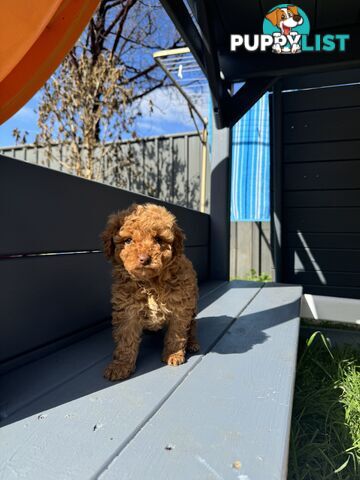 Toy Cavoodle puppies