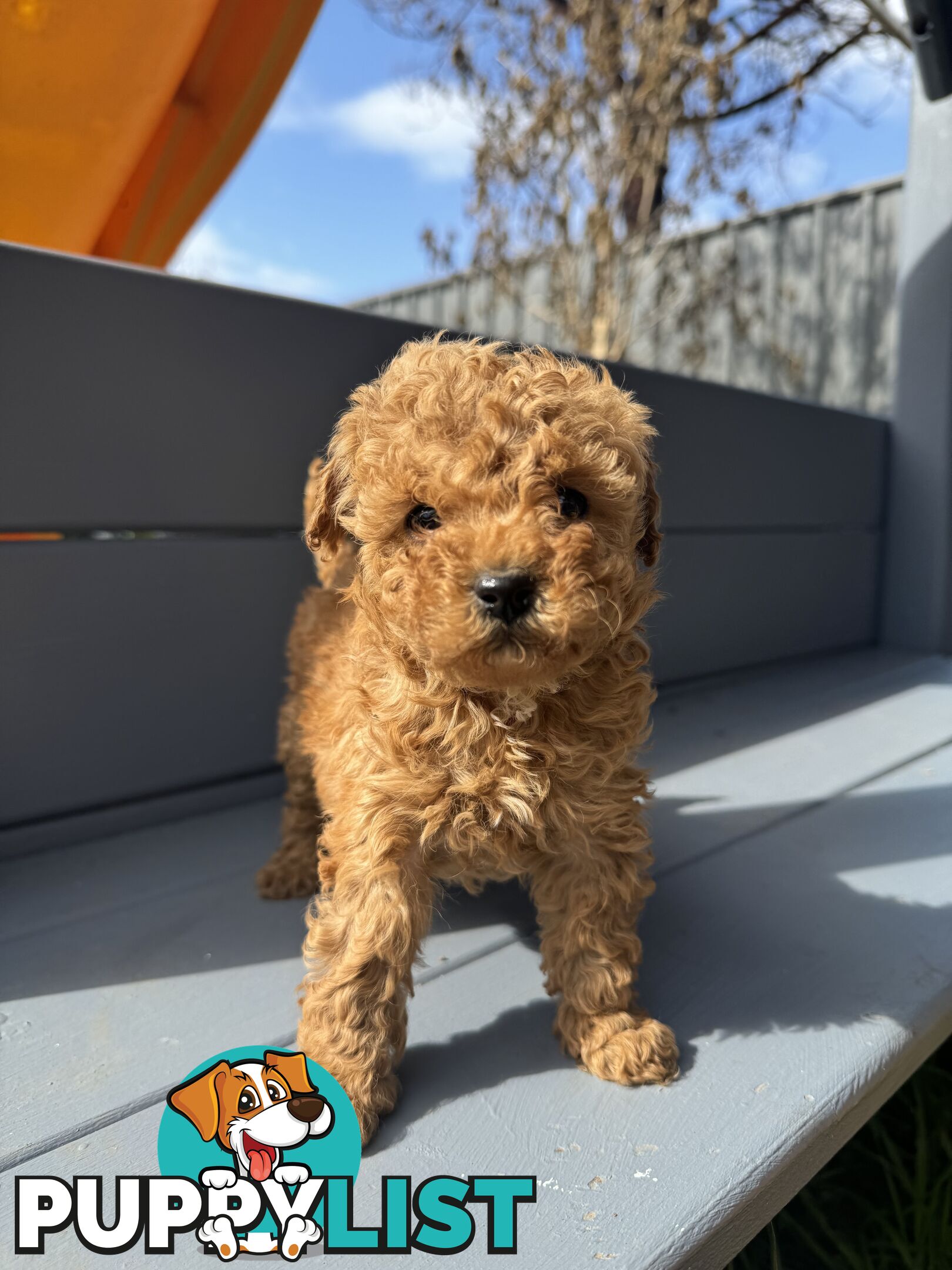 Toy Cavoodle puppies