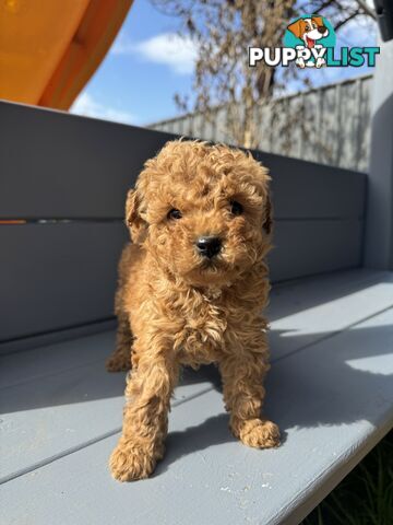 Toy Cavoodle puppies