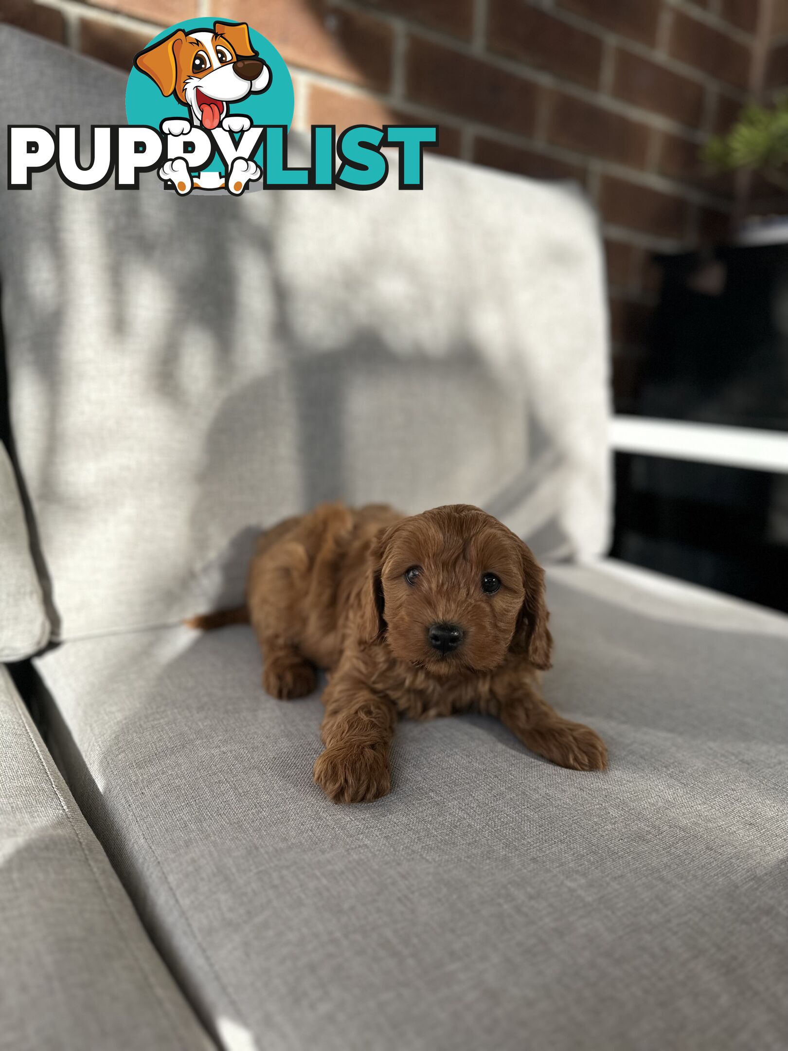 CAVOODLE PUPPIES
