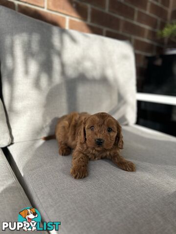 CAVOODLE PUPPIES