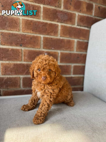CAVOODLE PUPPIES