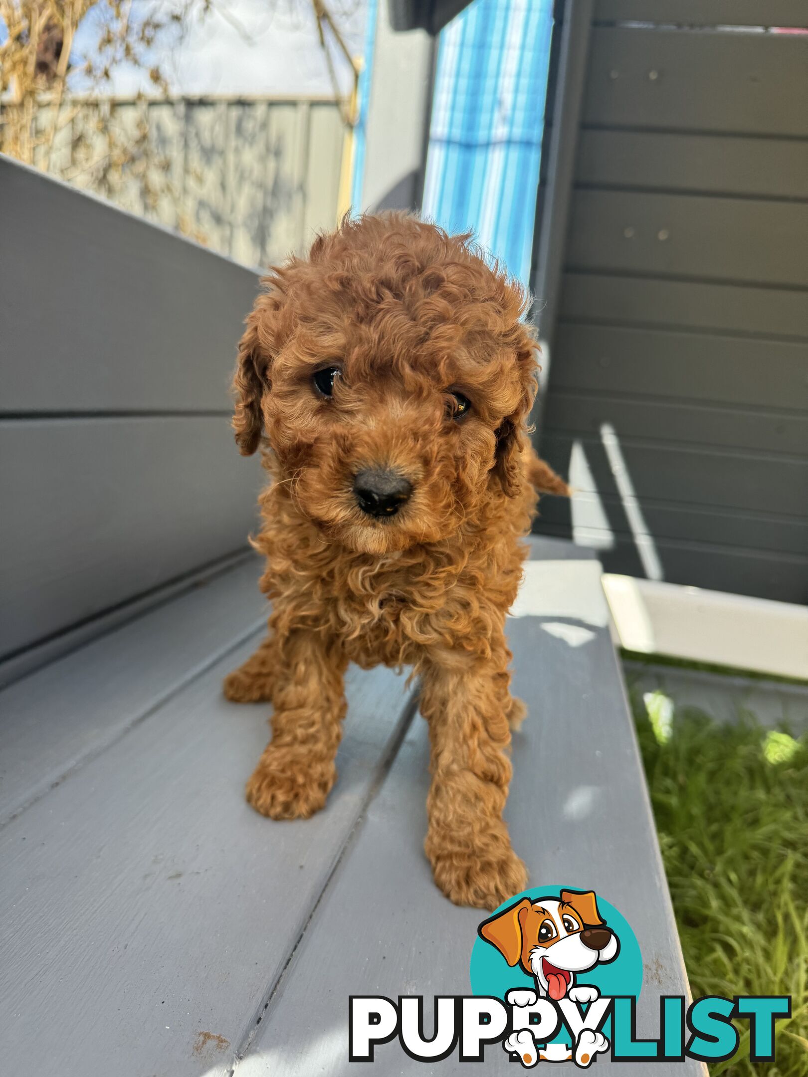 CAVOODLE PUPPIES