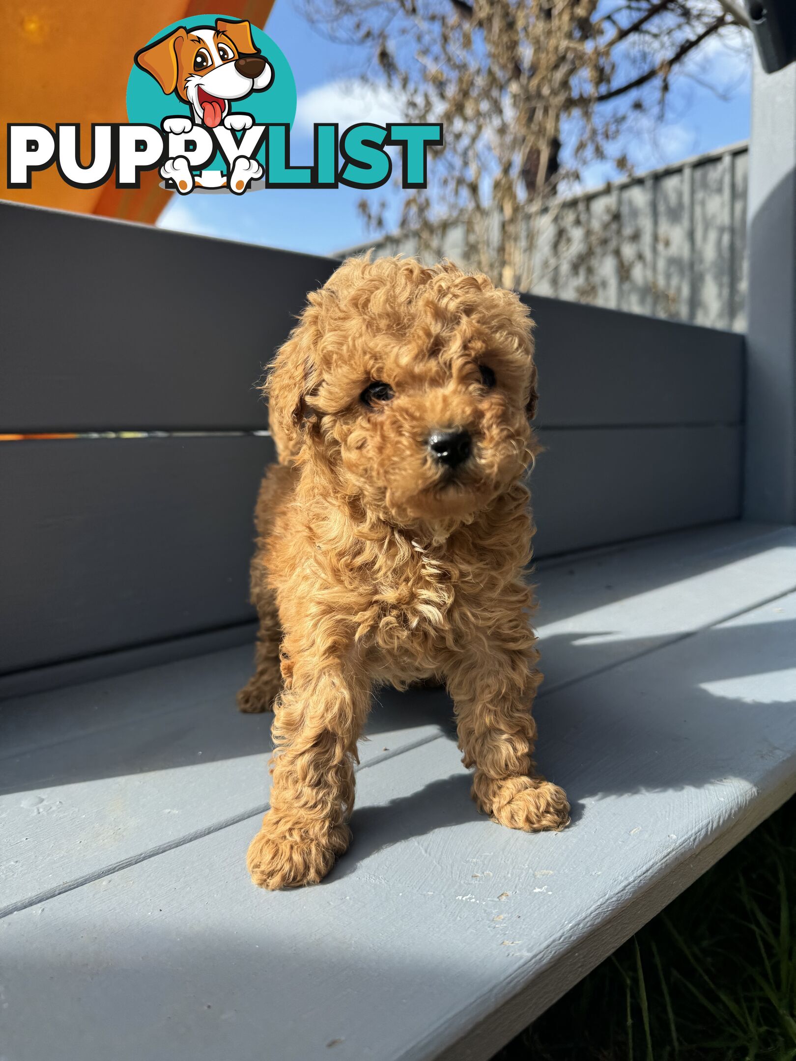 CAVOODLE PUPPIES