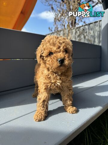 CAVOODLE PUPPIES