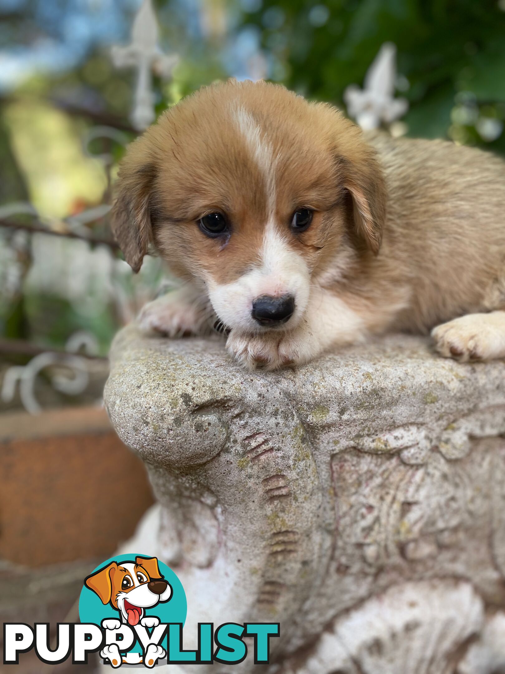 Pembroke Welsh Corgi Pups