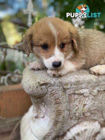 Pembroke Welsh Corgi Pups