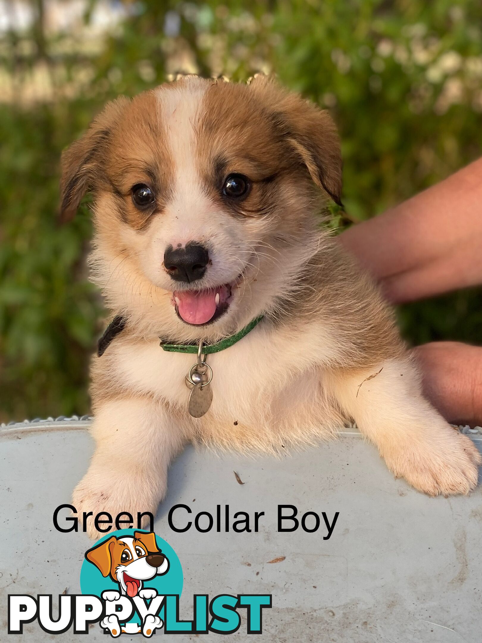 Pembroke Welsh Corgi Pups