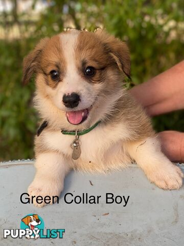 Pembroke Welsh Corgi Pups