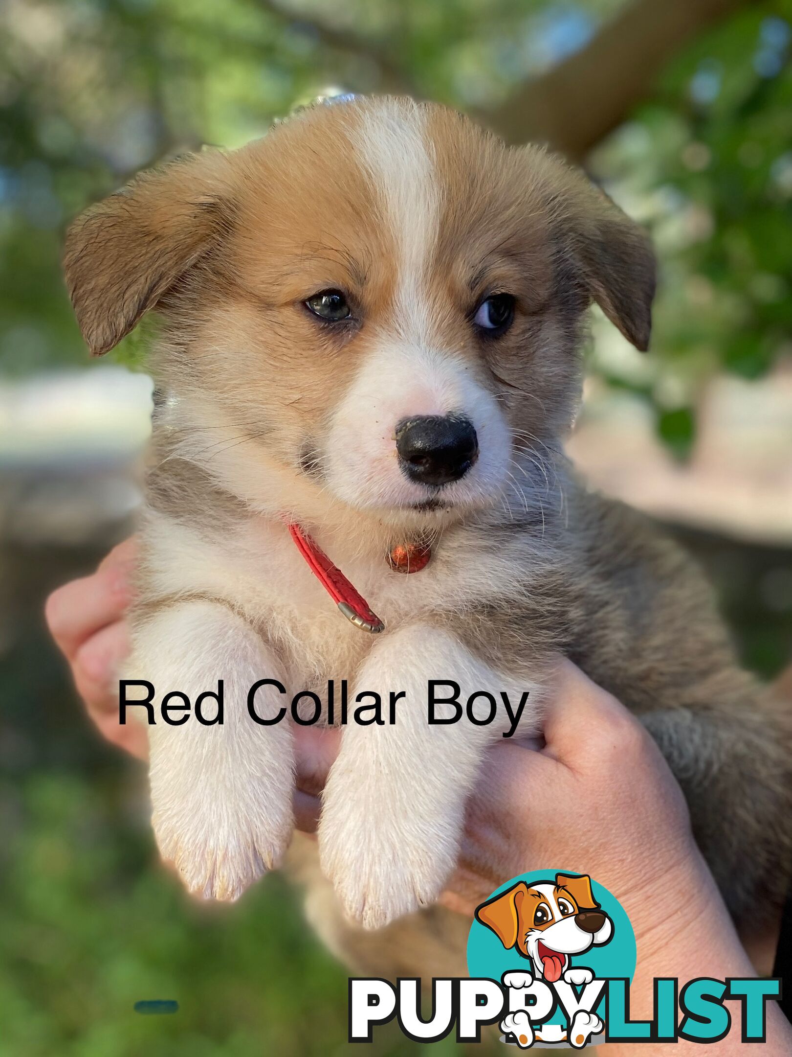 Pembroke Welsh Corgi Pups