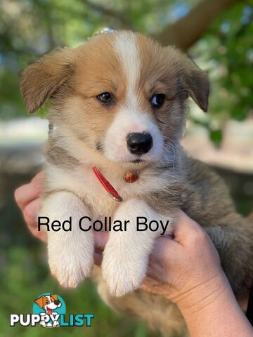 Pembroke Welsh Corgi Pups