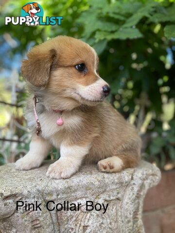 Pembroke Welsh Corgi Pups