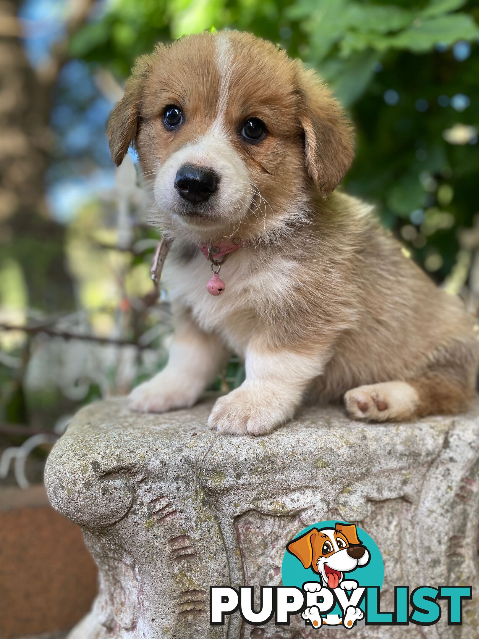 Pembroke Welsh Corgi Pups