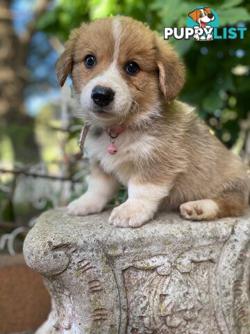 Pembroke Welsh Corgi Pups